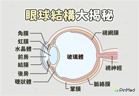 簡單:owaf-n2w3qq= 眼睛|已說明的眼睛構造 